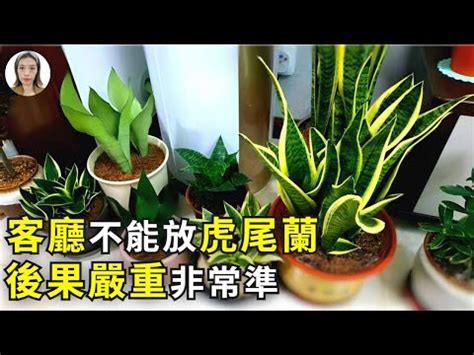 虎尾蘭風水|【擺放虎尾蘭風水】虎尾蘭擺放風水招財避厄，居家必備植物